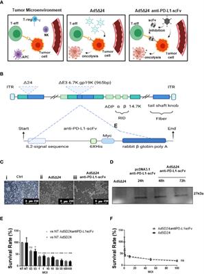 Oncolytic Adenoviral Vector-Mediated Expression of an Anti-PD-L1-scFv Improves Anti-Tumoral Efficacy in a Melanoma Mouse Model
